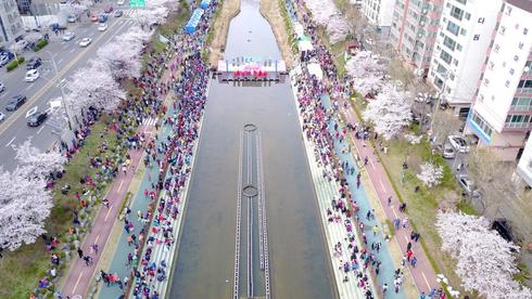 꽃길만 걸으세요！ 불광천 벚꽃축제 개최