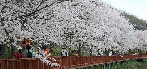 이젠 벚꽃이다！