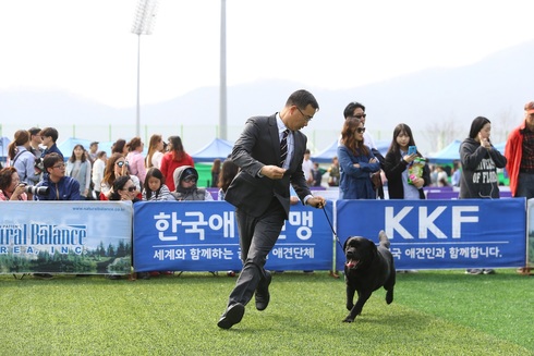 2018 KKF 반려동물 대축제 개최