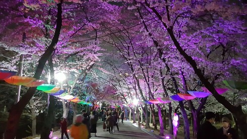 도당산 벚꽃축제 오는 4월 14일과 15일 열려