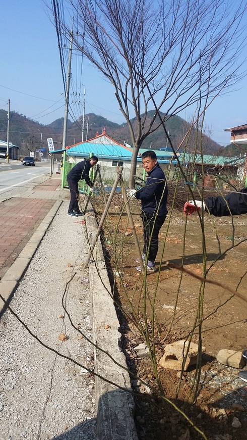 완주 경천면에 봄의 여왕 장미 보러오세요