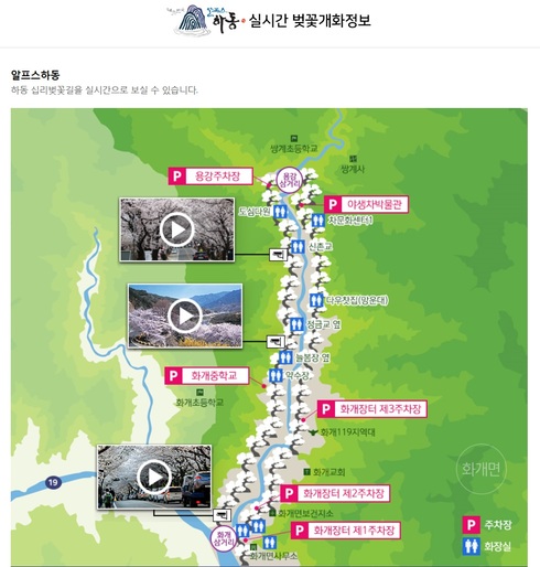 화개장터 벚꽃개화 실시간으로 확인해요