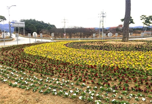 봄꽃으로 새봄맞이 주요 화단 꽃식재 등 화단 정비