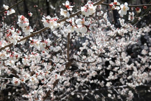 '과역 참살이 매화축제' 오는 24일 인학마을서 개최