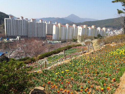 양지암공원 튤립 개화