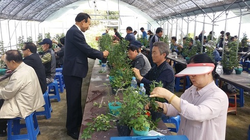 익산 천만송이 국화축제 국화전시 준비 한창