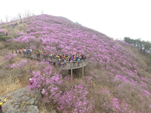 제10회 밀양시 종남산 진달래 축제 개최