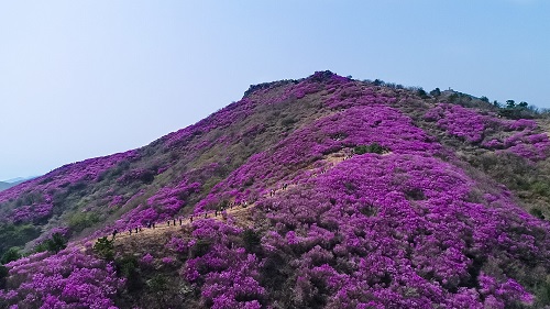 제26회 여수 영취산 진달래 축제, 상춘객 ‘인산인해’