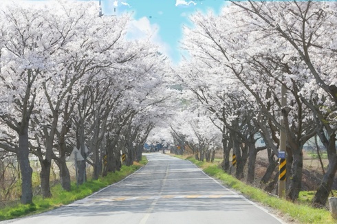 숨겨진 벚꽃명소, ‘고흥만’ 벚꽃길 인파 북적
