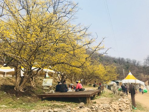 이천 백사 산수유 꽃 만개, 축제 준비 완료
