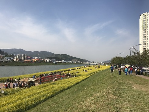 봄향기 짙어오는 4월“양산유채꽃 향연“ 개최