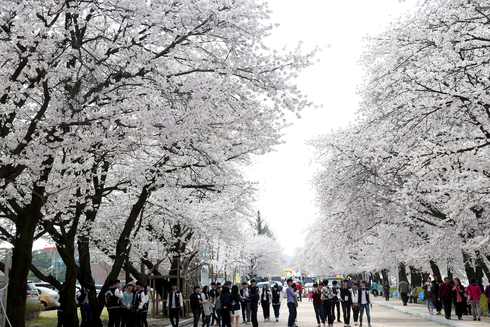 2018 안동봄꽃축제 개최
