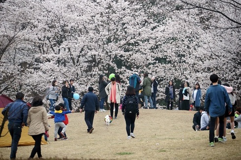 14일 시민과 함께 즐기는 의왕시청 벚꽃축제 개최