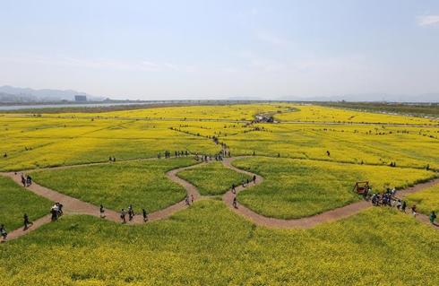 봄∼봄∼봄∼, 제7회 부산낙동강 유채꽃축제 개최！