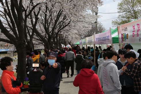제11회 금산천 봄꽃축제 성황