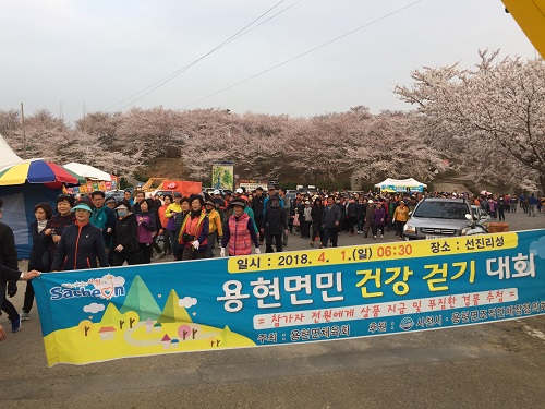 용현면체육회, 벚꽃길 함께 걸어요