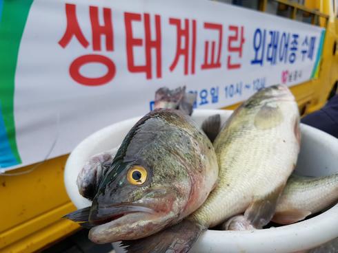 남원시“배스 등 외래어종 kg당 5,000원 드립니다”