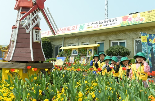 노란 튤립이 물들이는 4월의 장성