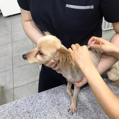 반려동물의 건강, 동대문구와 함께 챙기세요！