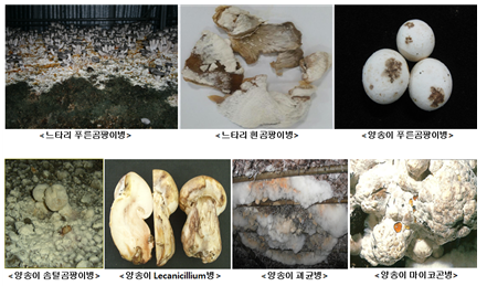 일교차 심한 봄철, 버섯 세균병과 곰팡이병 주의