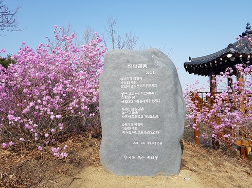 부여군 옥산 옥녀봉 진달래꽃 십리길 축제 열려