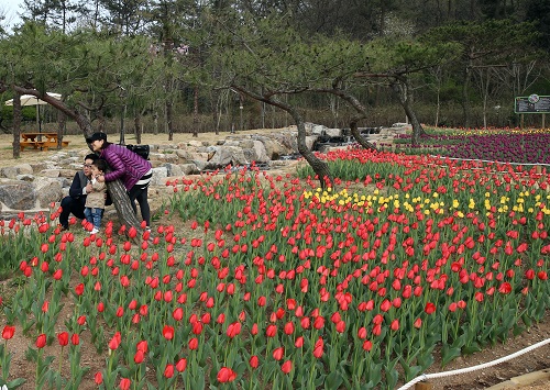 봄맞이 튤립축제 개최
