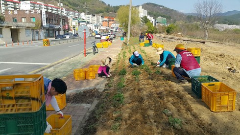 하동읍내 곳곳 화사한 봄꽃으로 피어난다