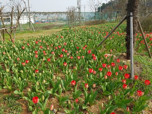 삼학도로 형형색색 튤립 보러 오세요