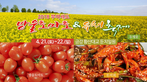 부여 방울토마토&유채 축제 21일 개막