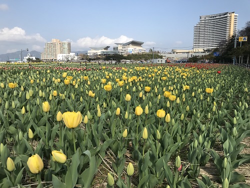 10만송이 튤립 물결에 빠져 보세요