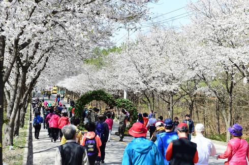 여주 흥천 남한강변 수놓은 벚꽃의 향연, 축제로 한껏 물들어...
