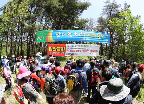 봄의 기운을 쌈싸먹어 '제14회 영양산나물축제' 개최