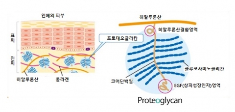 고순도 ‘프로테오글리칸’ 본격 국내상륙