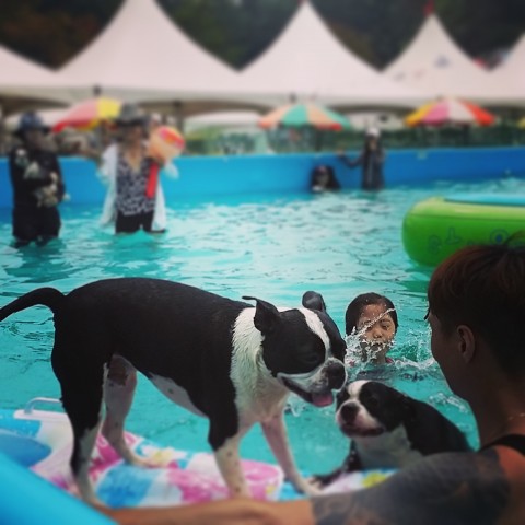 국내 최대 애견수영장 ‘송추 도그판타지아’에 오픈한다