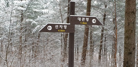 한산하면서도 풍부한 하얀 눈 고장 대관령으로 오세요