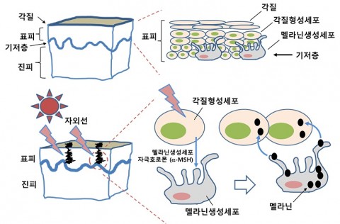 피부 색소 멜라닌 생성 새로운 분자 조절 기전 밝혀