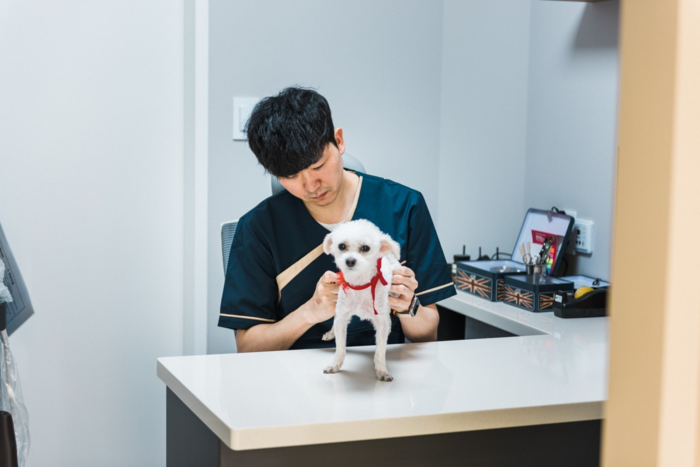 건조한 기후와 미세먼지, 황사 … 반려견 건강 위협하는 환절기 산책 불청객