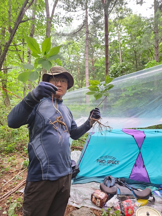 경상북도 태백산에서 수령 80년 '천종산삼' 2뿌리 발견