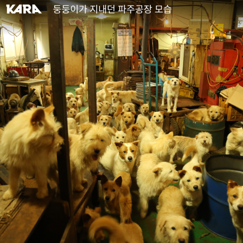 구조견 ‘줄기세포 치료’로 다리 마비 극복… 반려견 치료 새 장 열리나